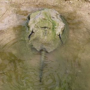 Atlantic horseshoe crab