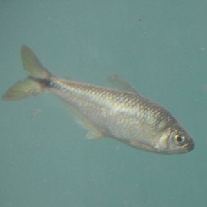 Banded astyanax fasciatus