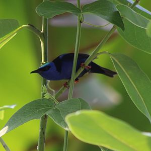 Red-legged honeycreeper