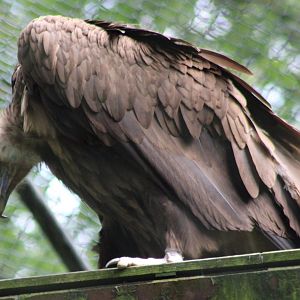 European black vulture