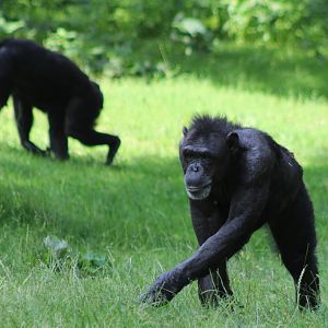 Chimpanzees