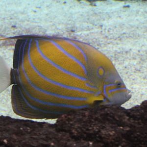 Blue-ringed angelfish - Pomacanthurus annularis