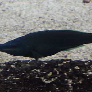Bird wrasse - Gomphosus varius