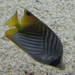 Threadfin butterflyfish - Chaetodon auriga