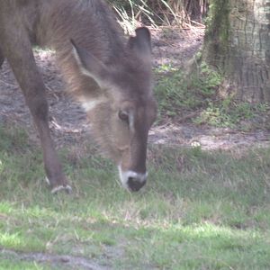 waterbuck