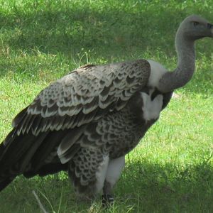 can somebody Identify