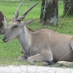 eland