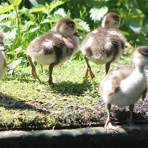 Egyptian gooslings