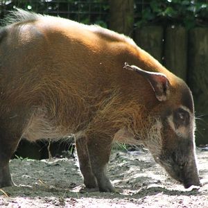 Red river hog