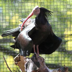 Northern bald ibis