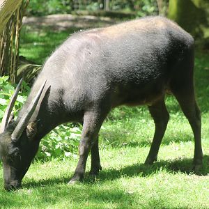 Lowland anoa