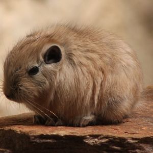 Gundi - juvenile