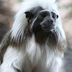 Cotton-top tamarin