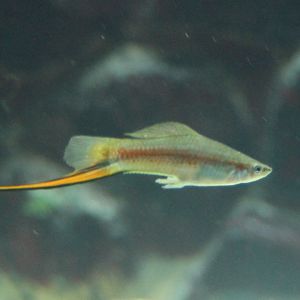 Green swordtail