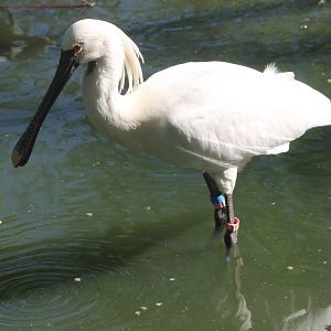 European spoonbill