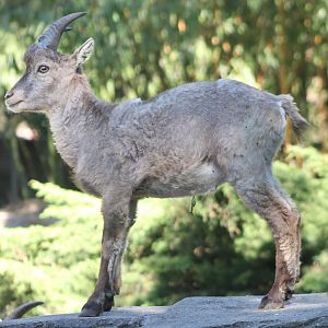 Young Alpine ibex