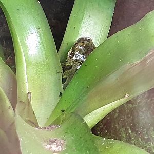 Duck-bill frog - Triprion petasatus