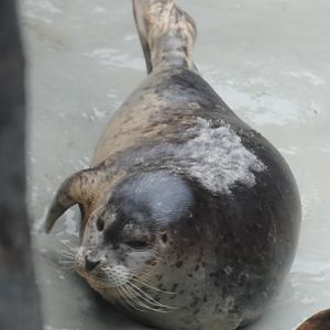 Harbor Seal