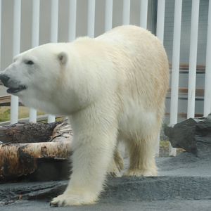 Polar Bear