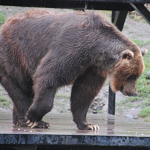 Brown Bear