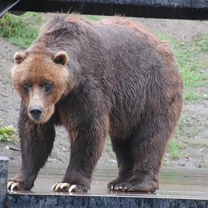Brown Bear