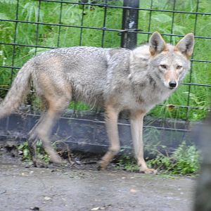 Coyote