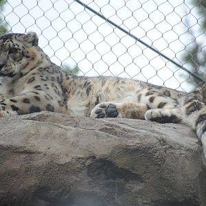 Snow Leopard