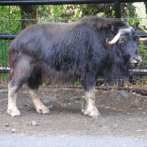 Musk Ox