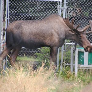 Alaskan Moose