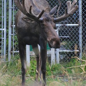 Alaskan Moose