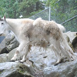 Rocky Mountain Goat