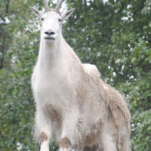Rocky Mountain Goat