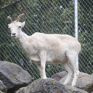 Dall's Sheep
