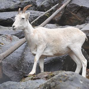 Dall's Sheep