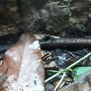 Golfodulcean poison frog