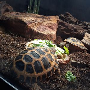 Forsten's tortoise