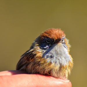 Mallee Emuwren - Stipiturus mallee