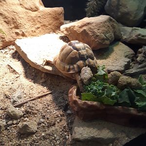 Egyptian tortoise