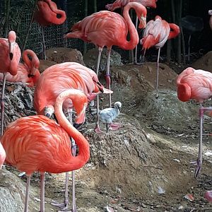 American flamingos and chicks