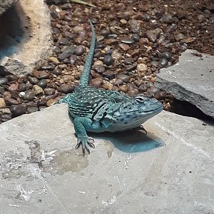 Collared Lizard