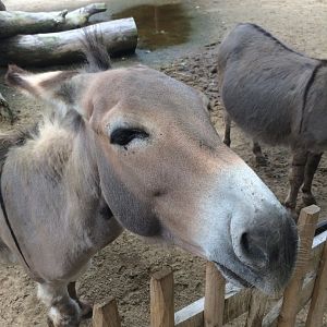 Miniature donkey