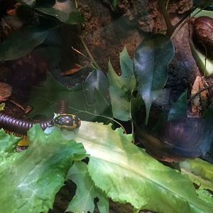 Invertebrate mix; millipede, flower beetle, west-african giant snail