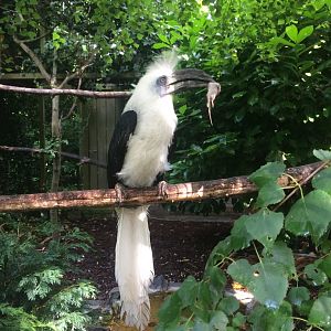 White-crowned hornbill with lunch (Berenicornis comatus)