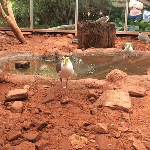 Masked lapwing (Vanellus miles)