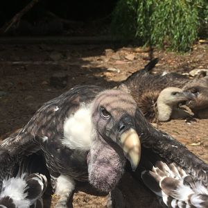 Rueppell's griffon vulture and griffon vulture?