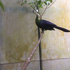 White-crested turaco (Tauraco leucolophus)