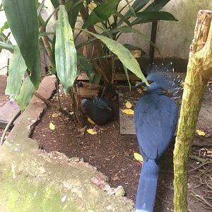 Victoria crowned pigeon with chick