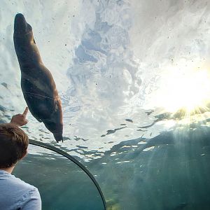 Aug. 2019 - Sea Lion Sound