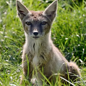 Corsac Fox - Hamerton 24/08/19