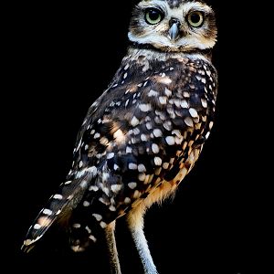 Burrowing Owl - Hamerton 24/08/19